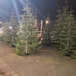 Santa’s Winter Forest - Silver Tip trees, the natural eco friendly tree
