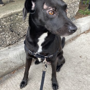 Wrigleyville Pet Care Services - Dog Walkers Near Me Wrigleyville Pet Care Services - Dog Walkers Near Me