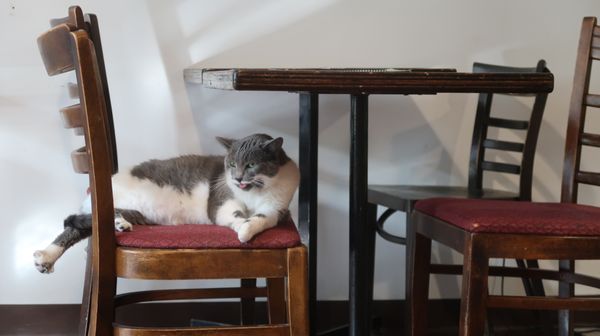 Happy Cat Cafe by null