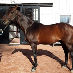Gainesway - Bird Stone 2094 Belmont Winner