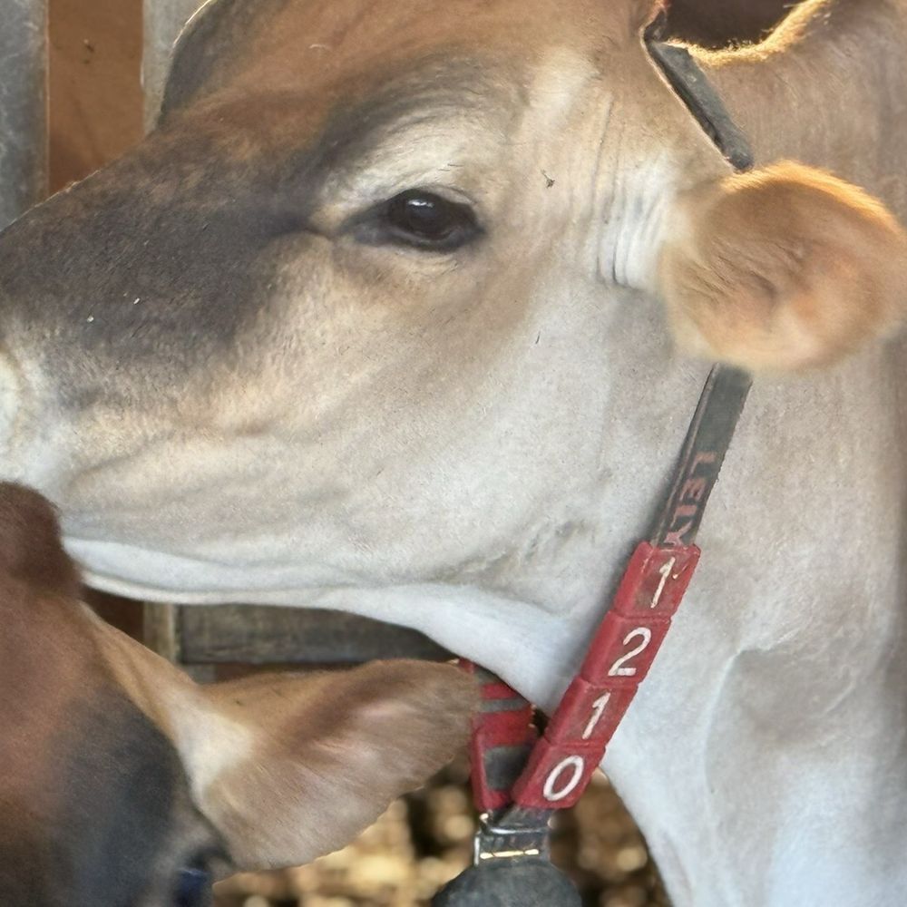 High Lawn Farm - It's all about the cows!! - Specialty Food Near Me - Lee, Massachusetts High Lawn Farm - It's all about the cows!! - Specialty Food Near Me - Lee, Massachusetts