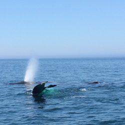 Petite Passage Whale Watch & Cafe - Three whales at a time