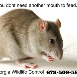 Georgia Wildlife Control