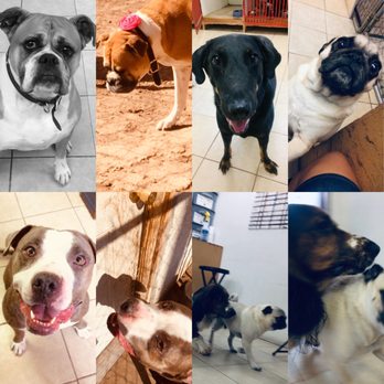 Buddy Sweets - It was a busy but fun weekend - Pet Sitting Near Me - Brawley, California Buddy Sweets - It was a busy but fun weekend - Pet Sitting Near Me - Brawley, California