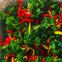 Photo of Veganeik