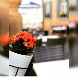 Lale Restaurant