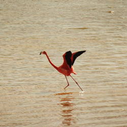 Laguna Rosada