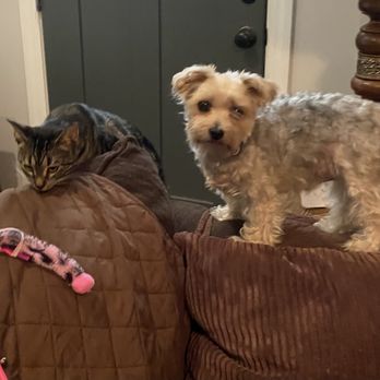 Puppy Swaggin - Pet Sitting Near Me Puppy Swaggin - Pet Sitting Near Me