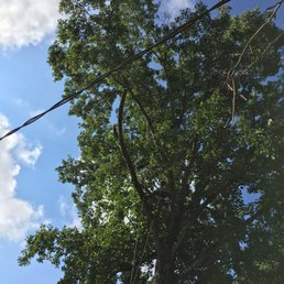 Barry of CLT Tree in my tree! Barry of CLT Tree in my tree!