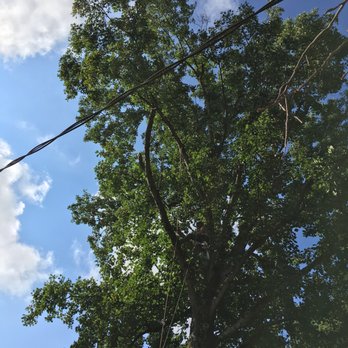 CLT Tree - Barry of CLT Tree in my tree! - Tree Services Near Me - Charlotte, North Carolina CLT Tree - Barry of CLT Tree in my tree! - Tree Services Near Me - Charlotte, North Carolina