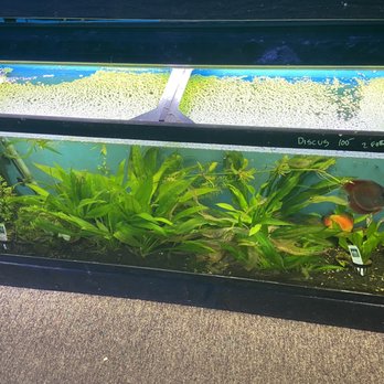 All Things Aquariums - Fresh water section - Local Fish Stores Near Me - Wilsonville, Oregon All Things Aquariums - Fresh water section - Local Fish Stores Near Me - Wilsonville, Oregon