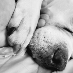 Jacksonville Pet Funeral and Cremation Center