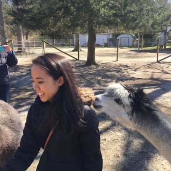 Jersey Shore Alpacas - Maybelline thinks that my coat is an alpaca! - Zoos Near Me - Cape May, New Jersey