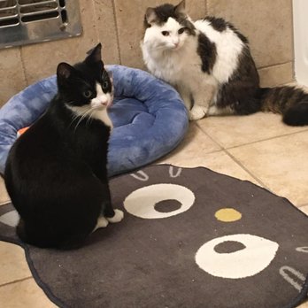 Catmandoo Rescue - Spike loves Naomi! He got a long with her right away~ - Pet Adoption Near Me - Hawthorne, California
