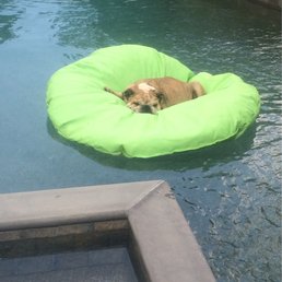 My dog is very happy