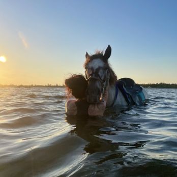 Florida Beach Horses - Beaches Near Me - Bradenton, Florida