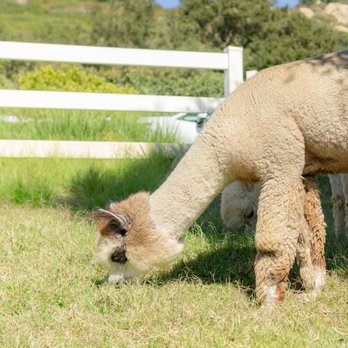 Canzelle Alpacas - Clementine - Farms Near Me - Carpinteria, California Canzelle Alpacas - Clementine - Farms Near Me - Carpinteria, California