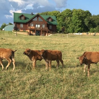 Pohl Bison Bed and Breakfast - Bison babies playing. - Bed & Breakfast Near Me - Rosebush, Michigan