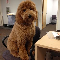 Horizon Physical Therapy & Rehabilitation - This is our greeter at Bay City -- Meet Ariel!