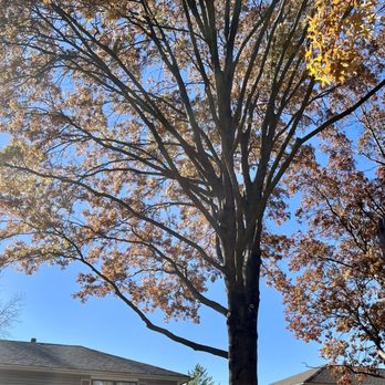 Barker's All Star Tree Care - Tree Services Near Me - Odessa, Missouri Barker's All Star Tree Care - Tree Services Near Me - Odessa, Missouri