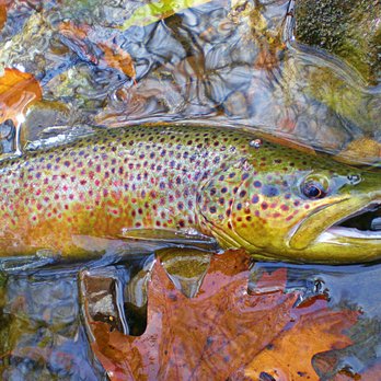Hayden Outdoors - Fall Colors - Real Estate Services Near Me - Windsor, Colorado