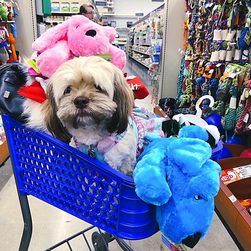 My little princes Hazel doing some shopping My little princes Hazel doing some shopping