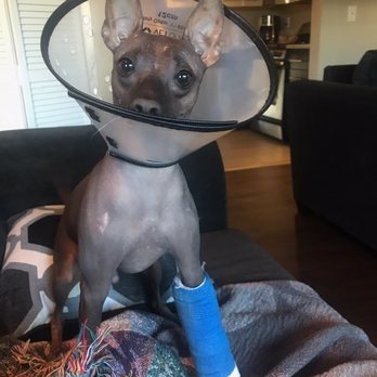 K9s Only - After he was picked up with his broken leg - Pet Sitting Near Me - Los Angeles, California