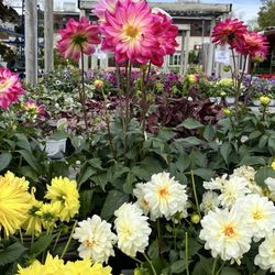 Garden World - Flowers