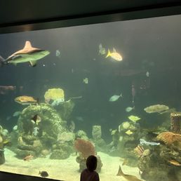 shark and other fish in the aquarium shark and other fish in the aquarium