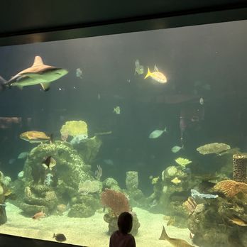 Greensboro Science Center - shark and other fish in the aquarium - Zoos Near Me - Greensboro, North Carolina Greensboro Science Center - shark and other fish in the aquarium - Zoos Near Me - Greensboro, North Carolina
