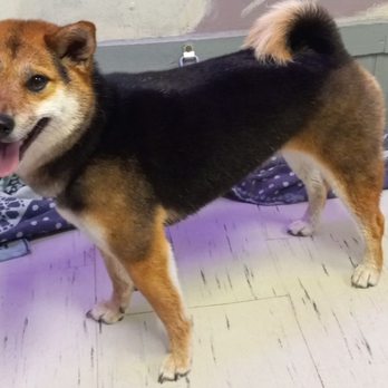 Hillbilly Style Grooming - Such a happy girl! - Pet Groomers Near Me - Halstead, Kansas