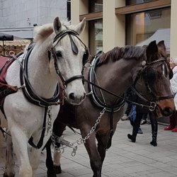 Düsseldorfer Karneval