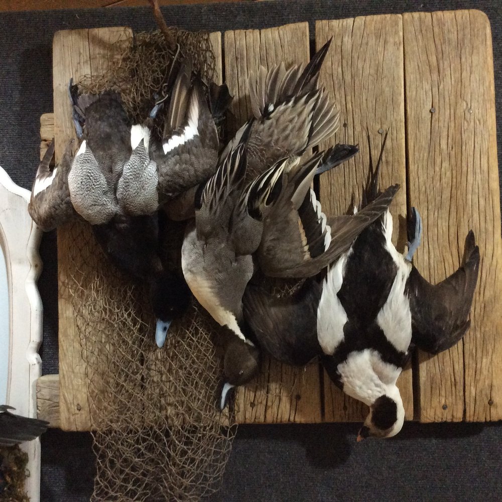 Walker's Touch of Nature Taxidermy - taxidermy in Holland, MI