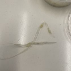 FISH N CHIC - Piece of plastic (seems like plastic wrap material) that I pulled out of one of the fried oysters