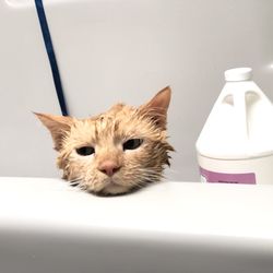 Tustana Animal Hospital Gift Greeting Cards Email, Text or