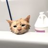 Tustana Animal Hospital gift card