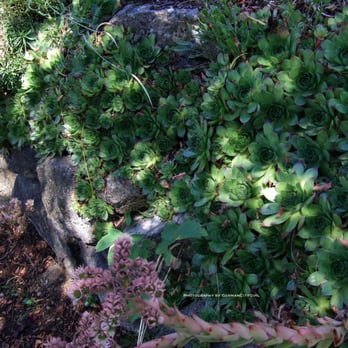 REI - Succulents. - Outdoor Gear Near Me - Seattle, Washington