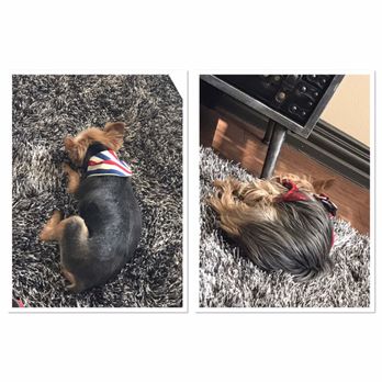 Furry Tails - After: Left Before: Right - Pet Boarding Near Me - Dallas, Texas Furry Tails - After: Left Before: Right - Pet Boarding Near Me - Dallas, Texas