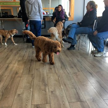 Nice Dog, Scarlett! - Pet Training Near Me - Ottawa, Ontario