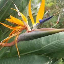 Botanical Conservatory Rental