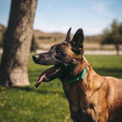 Sierra Canine Training