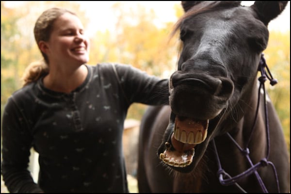 While You're Away Farm Care & Pet Sitting - pet boarding facility in Chichester, NH