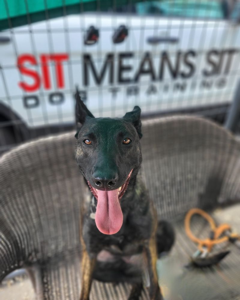 SIT MEANS SIT DOG TRAINING RICHMOND Updated September 2024 707 Dawn