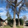 Photo of Santana's Tree Trimming