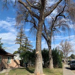 Santana's Tree Trimming - A+