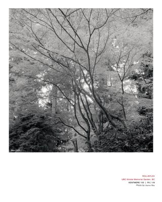 Nitobe Memorial Garden by null