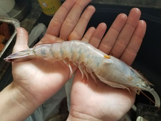 Westwego Fisheries & Farmers Market by null