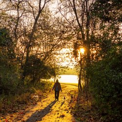 Dog walking on the trail.