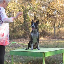 Good Sit-Stay!