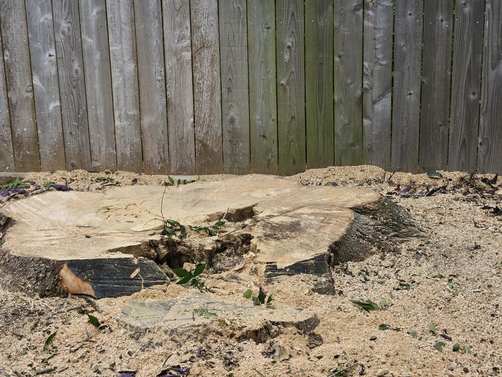 Mario's Tree Service - tree service in Houston, TX